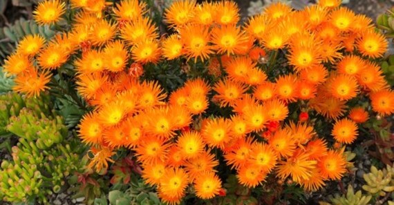 7 plantes succulentes rustiques - Promesse de Fleurs