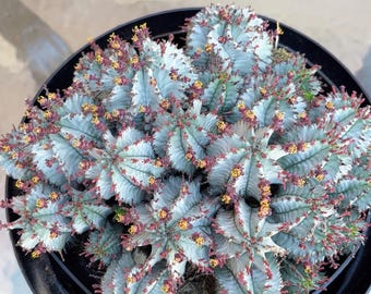 Euphorbia Stellata (2.7” Pot) - Etsy