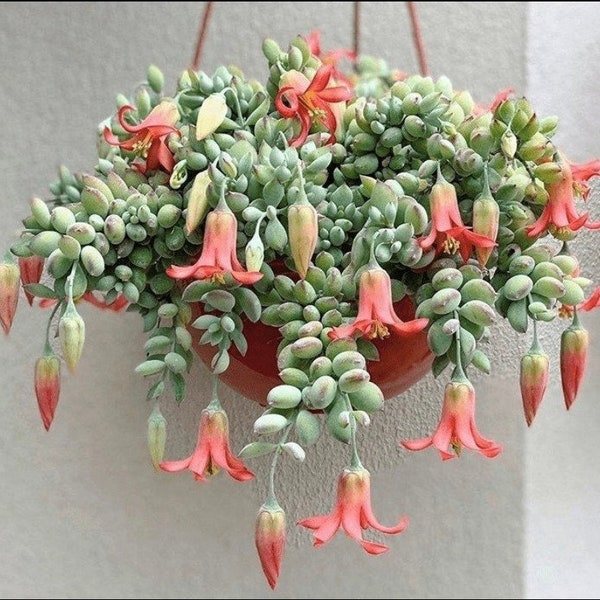 Cotyledon Pendens, rare succulents, well rooted plants