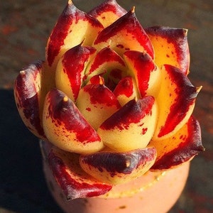 S17-Echeveria Yellow Agavoides 'Ebony', 10+ premium seeds, Rare pink succulent, high germination rate