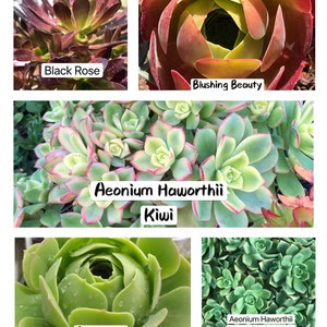 5 RARE Large Assorted Aeonium Cuttings, Easy Care Hardy Succulents, no roots