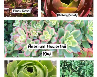 3 of 1 gallon Assorted Aeonium rooted plants, mixed colors, Easy Care Hardy Succulents