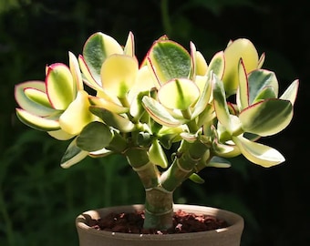 Variegated Tricolor Jade succulent, Lemon N Lime, Money Tree, Crassula Ovata, exotic Hummel’s sunset, great condition w clearance price