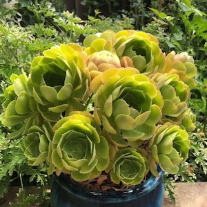 Aeonium Canariense, hardy succulent, Rose Tree all year long, Only can be found in specialty nurseries, clearance price, as easy as jade image 1