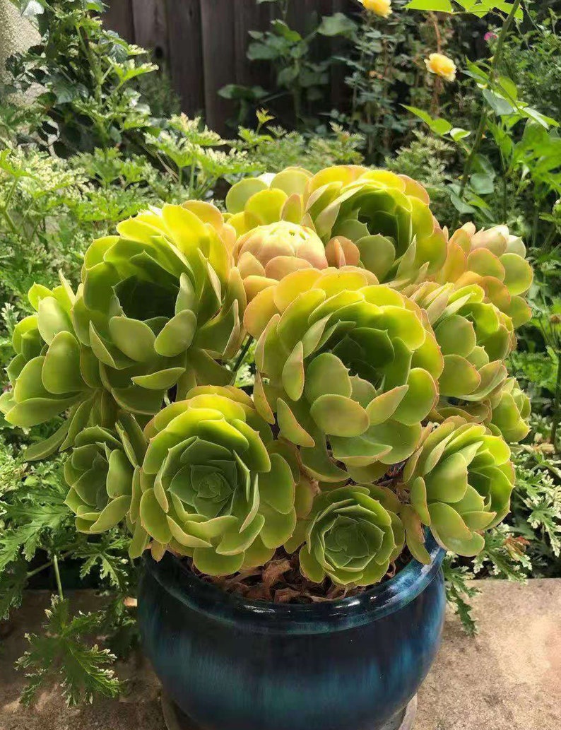 Aeonium Canariense, hardy succulent, Rose Tree all year long, Only can be found in specialty nurseries, clearance price, as easy as jade image 1