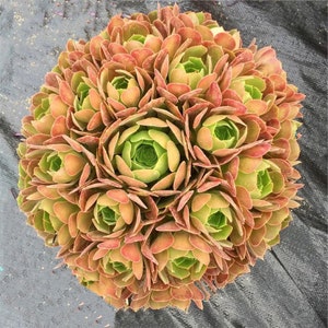 May include: A close-up of a succulent plant with green and red leaves arranged in a rosette shape. The plant is in a pot and has a natural, organic look.