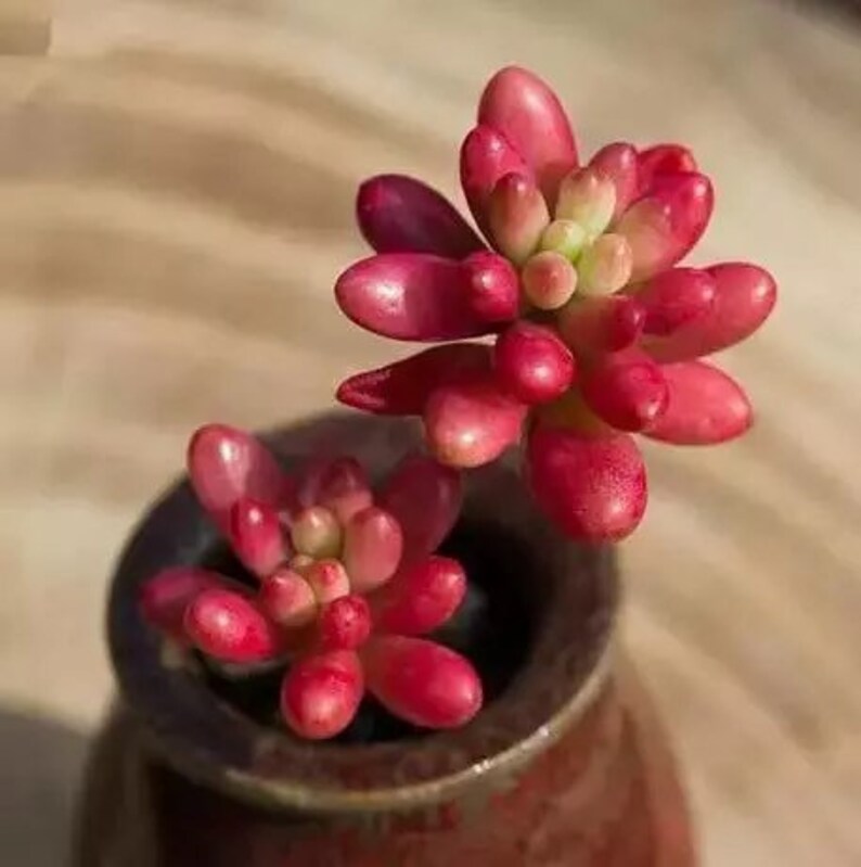 Pink Jelly Beans Sedum Rubrotinctum aurora Aurora Jelly Etsy