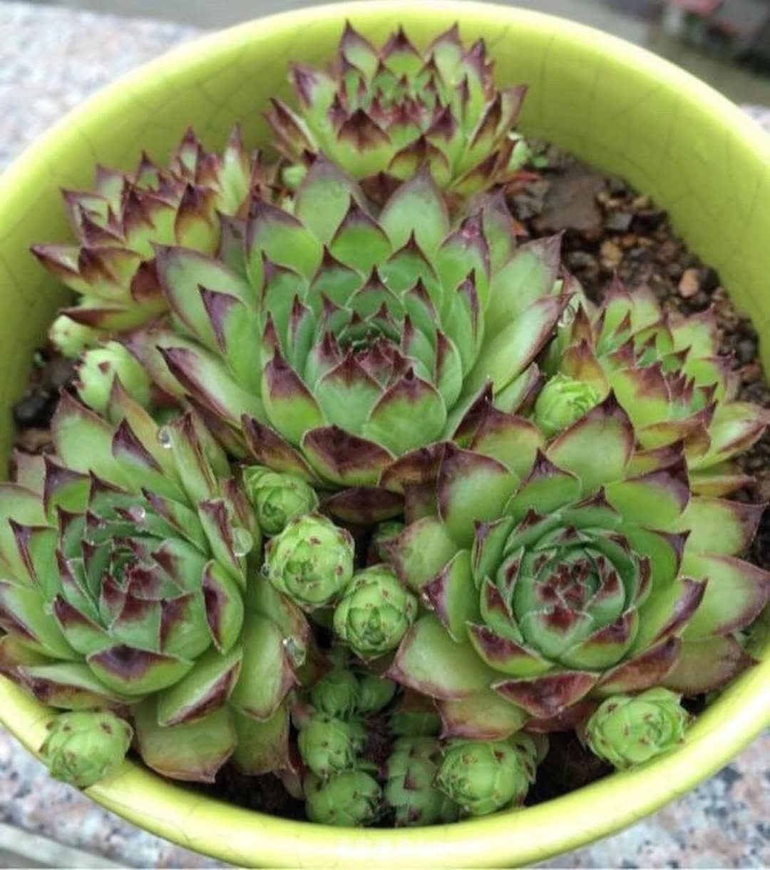 Sempervivum calcareum Jordan, super cold Hardy (to -40F) succulents -  Etsy sterreich