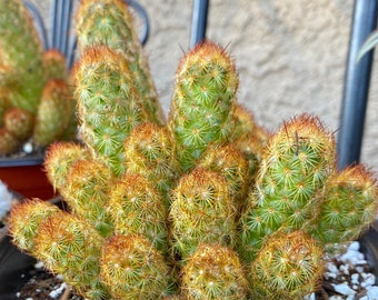 6” Gold lace, lady finger, fire golden copper king Cactus,  Heat and drought tolerant and fast growing