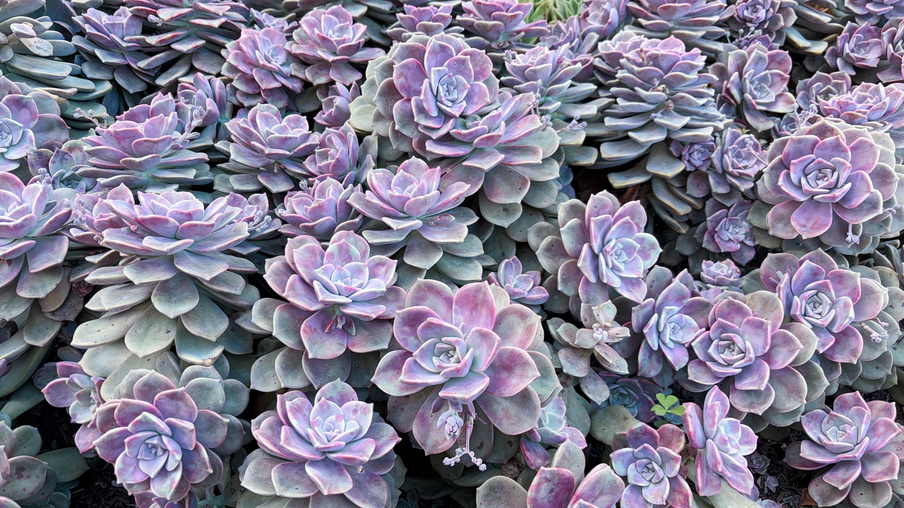 Graptopetalum Purple Delight Succulent | Rare Succulent Bonsai