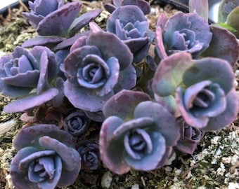 Sedum red canyon, enraciné, couvre-sol, produits de remplissage pour plantes succulentes, succulentes rustiques