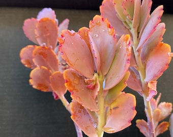 Kalanchoe Aurora Borealis succulents, color changes between purple, pink and green seasonally