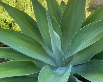 Foxtail Agave Attenuata plant, may or may not have roots, small or large sizes