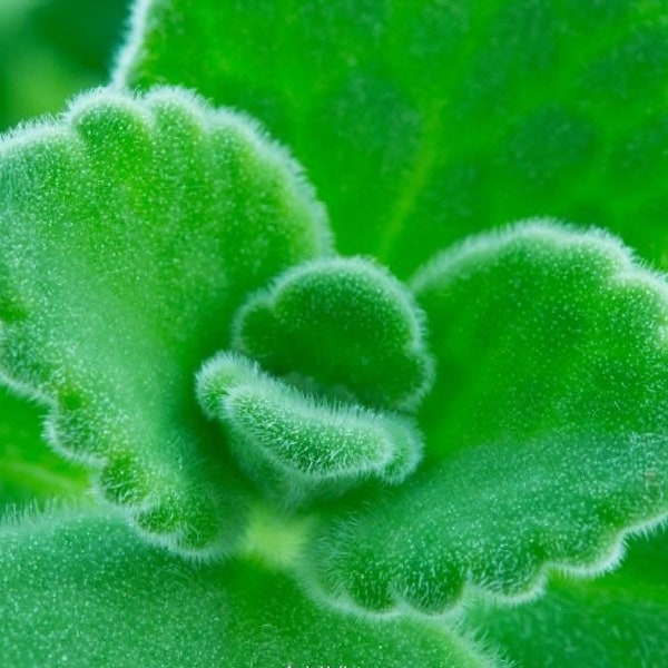 Vicks plant, Plectranthus tomentosa, Rare herb/ succulent with pleasant and calming strong Vicks smell, rooted fragrant succulent