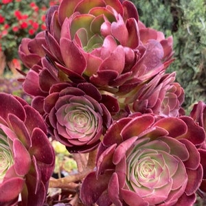 Aeonium Medeira Rose, Halloween, hybrid succulent, very rare from specialty nurseries, plants with multi offsets around main rosette