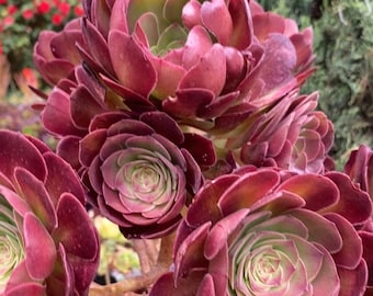 Aeonium Medeira Rose, Halloween, hybrid succulent, very rare from specialty nurseries, plants with multi offsets around main rosette