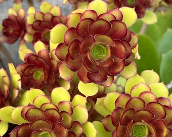 Aeonium Sunset, Rare limited hybrid variegated Aeonium succulents, easy to form clusters. Cutting has no root. Easy propagation from stems.