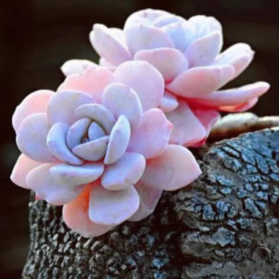 Semi Di Succulente Rari &ndash; Echeveria Laui Rosa &ndash; Pacco Da 100 Semi &ndash; Pianta Grassa Da Interno/Esterno