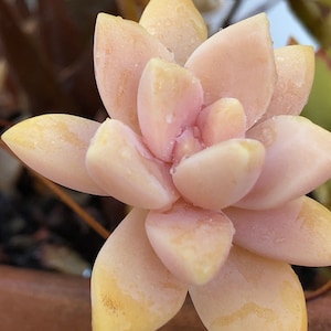 Graptopetalum Paraguayense, ghost plant, mother of pearl, most hardy, must have for starters, grow and change colors all seasons image 10