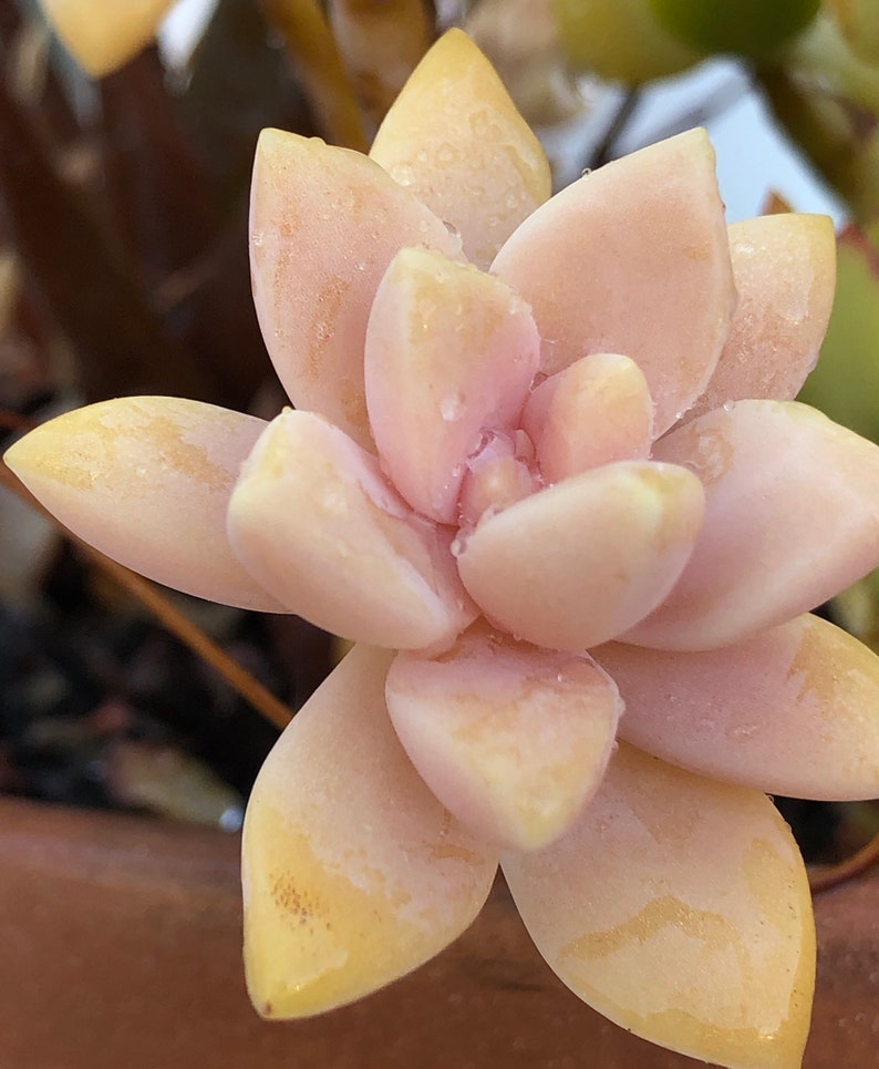 Graptopetalum Paraguayense, ghost plant, mother of pearl, most hardy, must have for starters, grow and change colors all seasons image 10