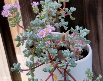 Sandstone Vygie Pink Oscularia Deltoides, RARE hardy succulents with massive long lasting flowers, Pink Ice Plant, landscape