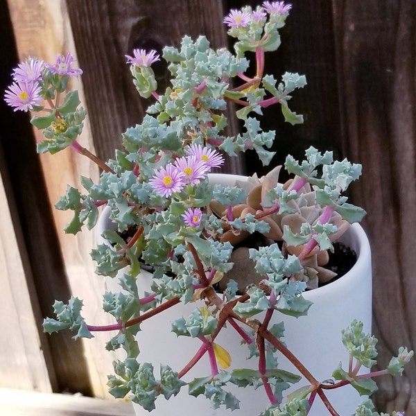 Sandstone Vygie Pink Oscularia Deltoides, RARE hardy succulents with massive long lasting flowers, Pink Ice Plant, landscape