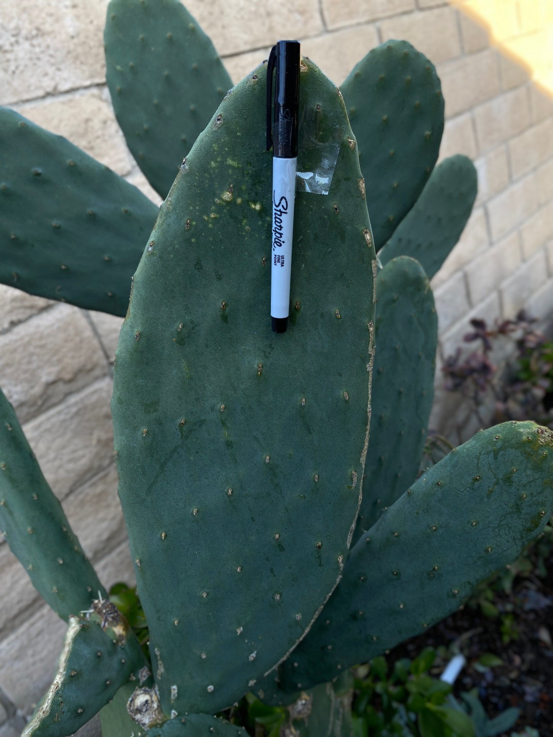 Spineless Prickly Pear Cactus Pads, Thornless, Edible, Opuntia Cacanapa