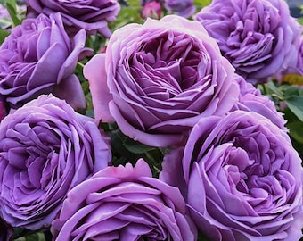 Heirloom Quicksilver Climbing Rose Cuttings, Fragrant Lavender-Purple Blooms, Disease Resistant (10 Cuttings)