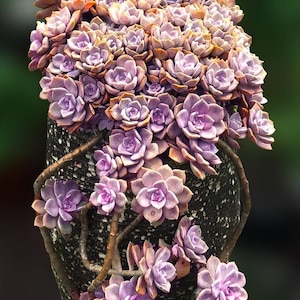 May include: A close-up of a succulent plant with purple and pink flowers growing in a black and white speckled pot. The plant is arranged in a cascading style, with the flowers spilling over the edges of the pot.