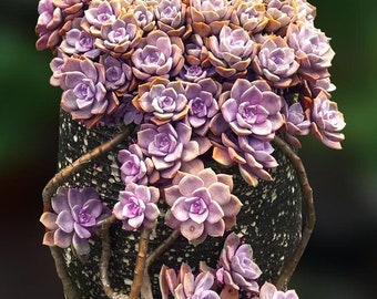 Graptopetalum Purple Delight, hardy succulent