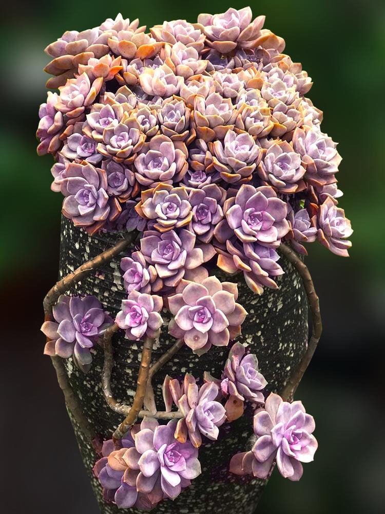 Graptopetalum Purple Delight, Hardy Succulent - Etsy Canada