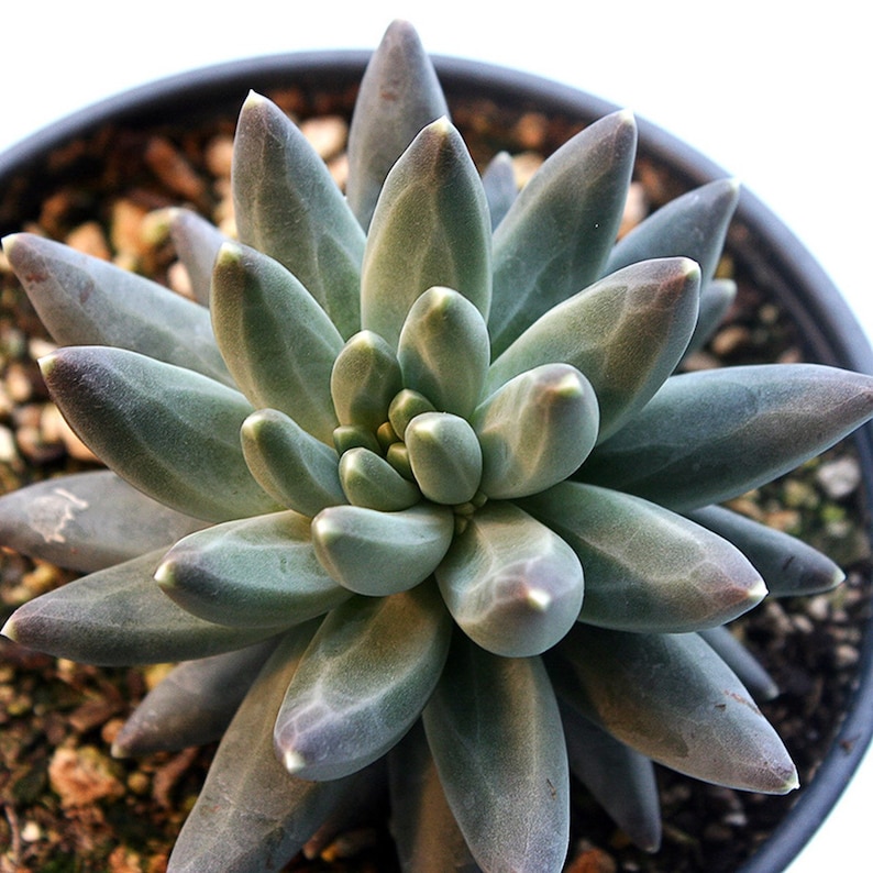 Pachyphytum Compactum petit bijou, succulentes rares image 6