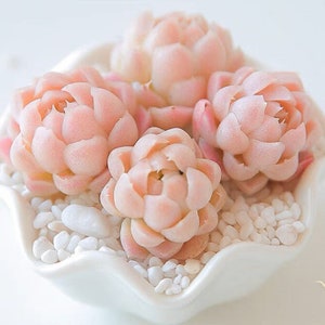 Echeveria Elegans Alba Seeds, Rare Pink Succulent (10+ Premium Seeds)