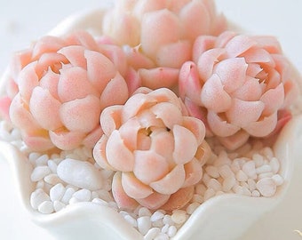 May include: Four pink succulent plants in a white ceramic pot with white pebbles. The succulents are arranged in a circular pattern.