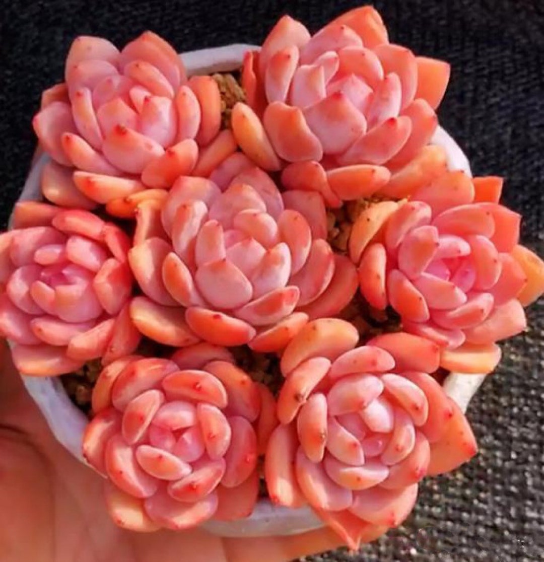 S13-Echeveria Snow Angel, 10+ premium seeds, Rare pink succulent, high germination rate
