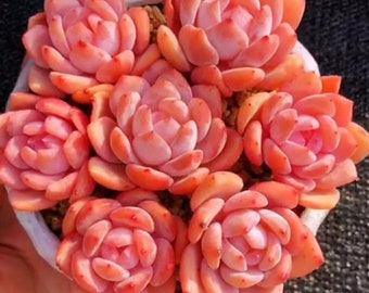 S13-Echeveria Snow Angel, 10+ premium seeds, Rare pink succulent, high germination rate