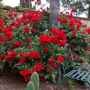 30 Sterilized Red Meidiland rose stem cuttings, Stem cuttings for propagation, no flowers, no roots