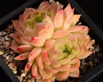 May include: A close-up of a succulent plant with light green and pink leaves. The leaves are arranged in a rosette shape and have a delicate, almost translucent appearance.