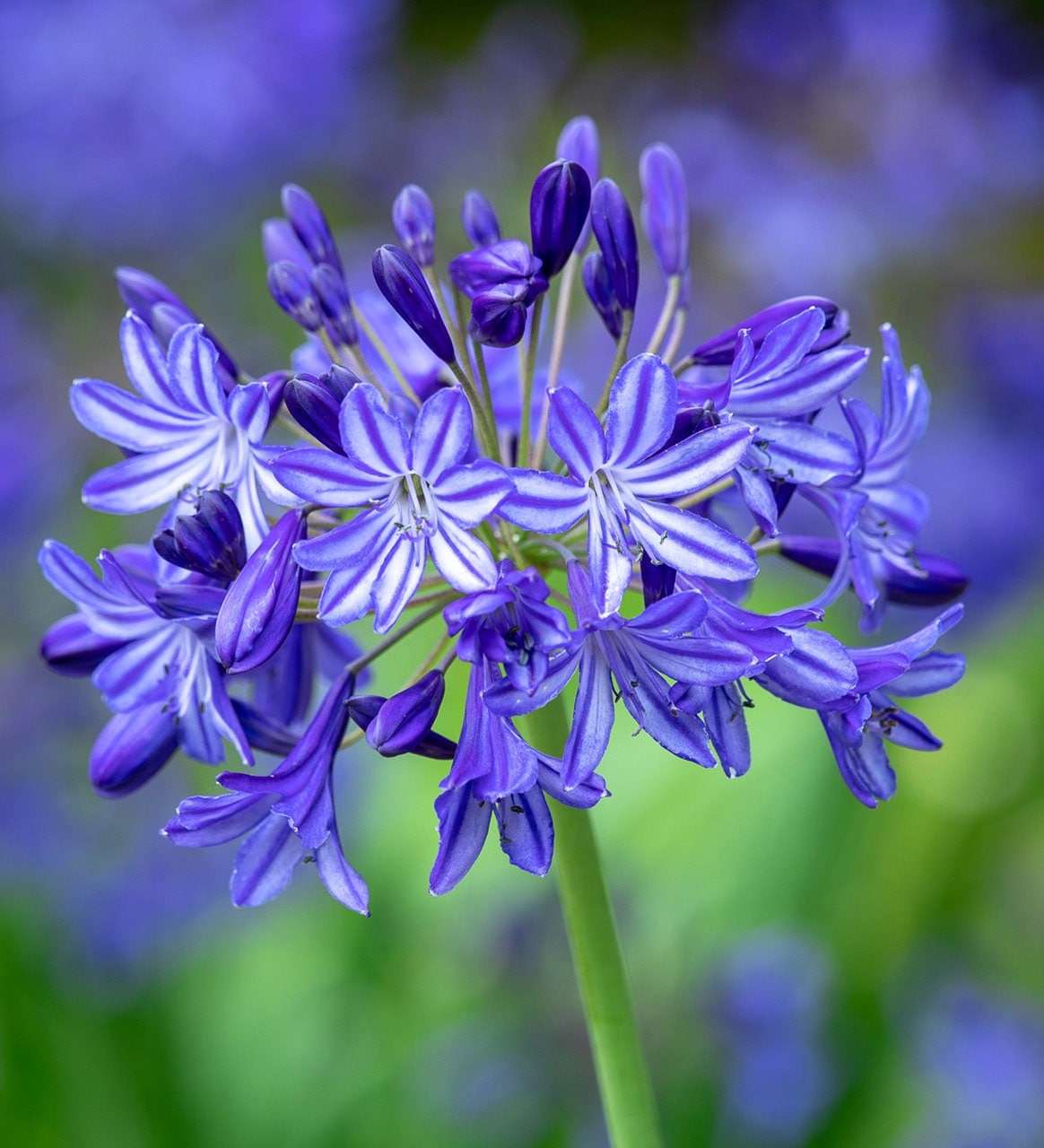 200 Seeds, Blue Lily of the Nile, Agapanthus Orientalis, African Lily Flower  - Etsy