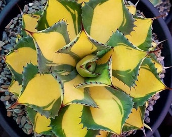 Agave ‘Rum Runner’, heat and cold tolerant, hardy succulent, landscaping, 4” bare root