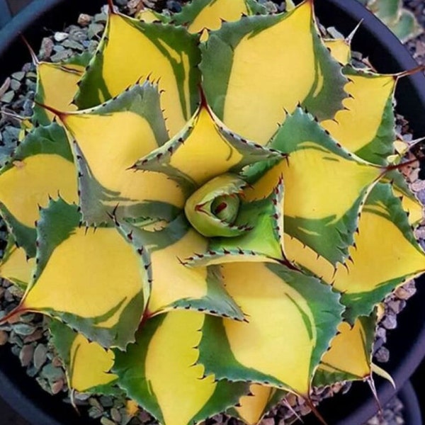 Agave ‘Rum Runner’, heat and cold tolerant, hardy succulent, landscaping, 4” bare root