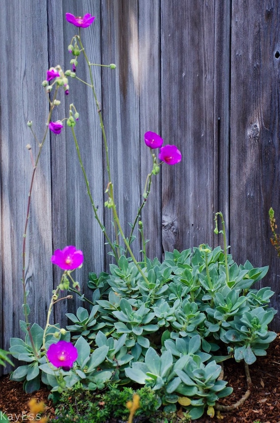 Rock Purslane Succulent, Magenta Flowers, Drought Tolerant Ground Cover -  Etsy Hong Kong