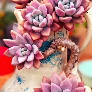 May include: A close-up of a group of pink and purple succulents planted in a vintage ceramic pitcher with a blue and white floral pattern.