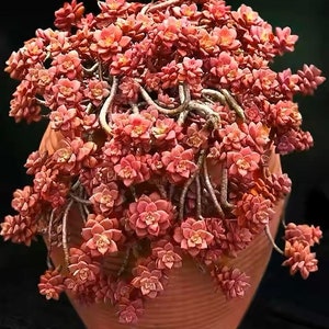 Graptosedum ‘Vera Higgins’, ‘Alpenglow’,  ‘Bronze’, fast growing into a trailing succulent bonsai, hardy, 5+ years mature plants available