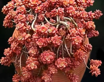 3+ years Mature Graptosedum ‘Vera Higgins’, ‘Alpenglow’,  ‘Bronze’, fast growing into a trailing succulent bonsai, very hardy red succulent