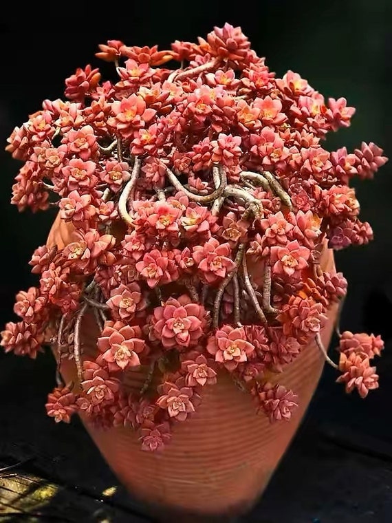 panda plant succulent Kalanchoe tomentosa 'Panda Plant' – DesertScapeSucculent main image 1