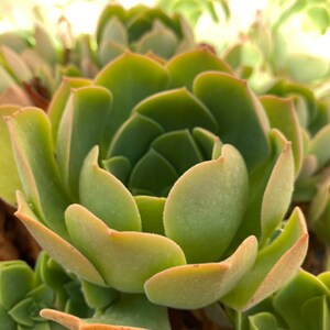 Aeonium Canariense, hardy succulent, Rose Tree all year long, Only can be found in specialty nurseries, clearance price, as easy as jade image 9