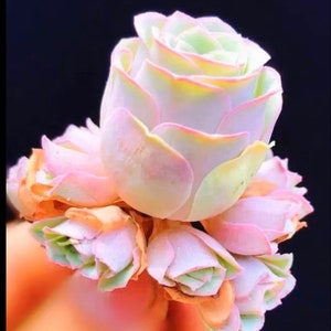 S7-Aeonium Greenovia Pandora, 10+ premium seeds, Purple and pink mountain roses, Rare pink succulent, high germination rate