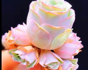 Aeonium Greenovia Pandora Seeds, Mountain Rose Succulent