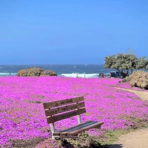 Mini Rosea Ice Plant, Delosperma Cooperi ,pink flower ground cover, super drought tolerant succulent, memory of the beach